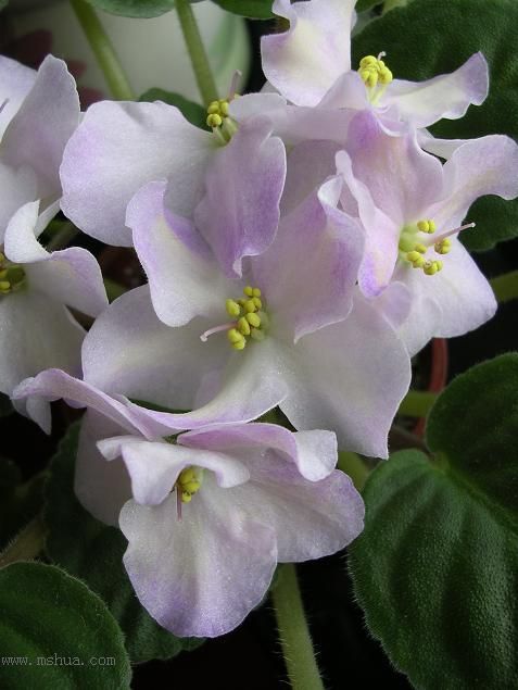 [��ˮ]��������ˮ��