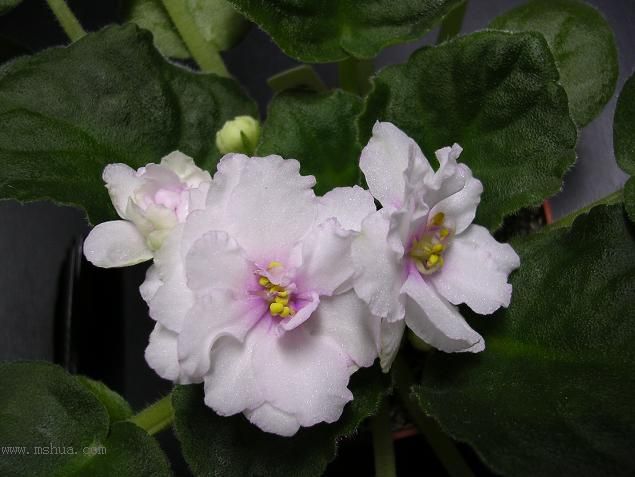 [��ˮ]��������ˮ��