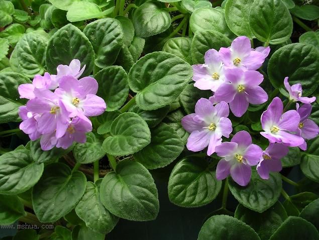 [��ˮ]��������ˮ��