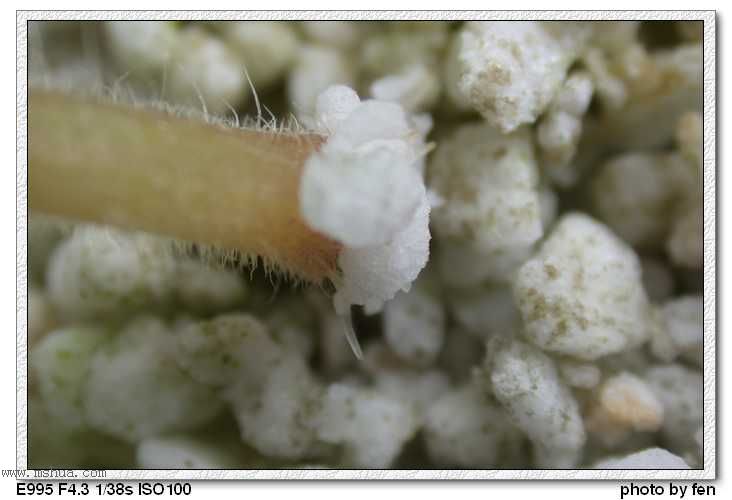 ��Ҳ�յ���������Ҷ��