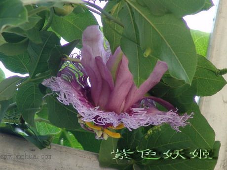 ����ֲ��԰�У����ٱ�