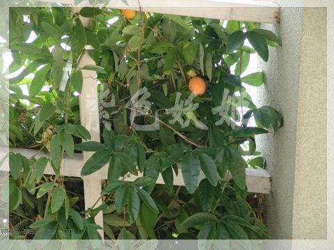 ����ֲ��԰�У����ٱ�