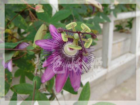 ����ֲ��԰�У����ٱ�