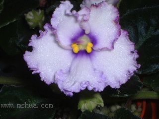 ��������������μǣ�P5/50¥�۸���ʾ��