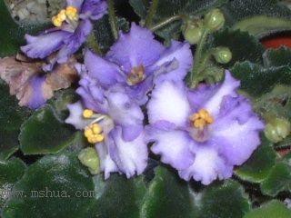 ��������������μǣ�P5/50¥�۸���ʾ��