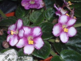 ��������������μǣ�P5/50¥�۸���ʾ��