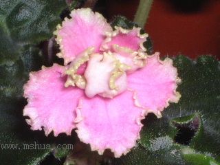 ��������������μǣ�P5/50¥�۸���ʾ��