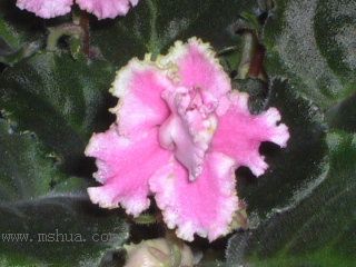 ��������������μǣ�P5/50¥�۸���ʾ��