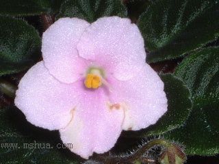 ��������������μǣ�P5/50¥�۸���ʾ��