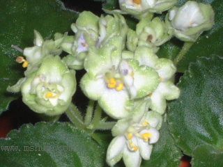 ��������������μǣ�P5/50¥�۸���ʾ��