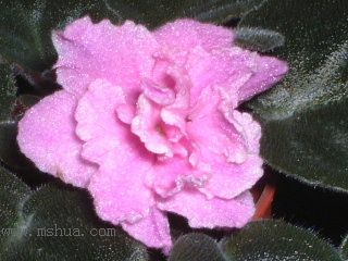 ��������������μǣ�P5/50¥�۸���ʾ��