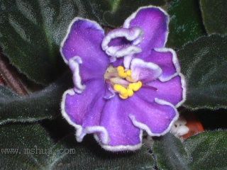 ��������������μǣ�P5/50¥�۸���ʾ��