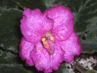 ��������������μǣ�P5/50¥�۸���ʾ��