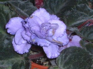 ��������������μǣ�P5/50¥�۸���ʾ��