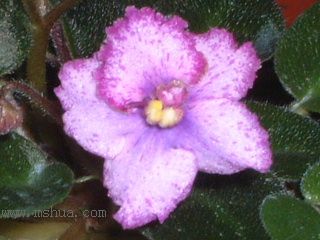 ��������������μǣ�P5/50¥�۸���ʾ��