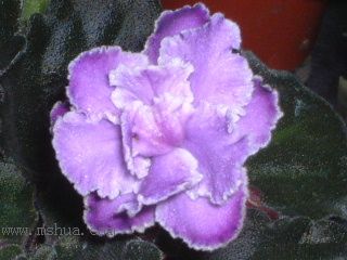 ��������������μǣ�P5/50¥�۸���ʾ��