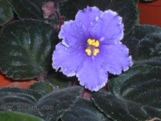 ��������������μǣ�P5/50¥�۸���ʾ��