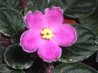 ��������������μǣ�P5/50¥�۸���ʾ��