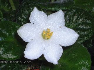 ��������������μǣ�P5/50¥�۸���ʾ��