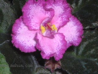 ��������������μǣ�P5/50¥�۸���ʾ��