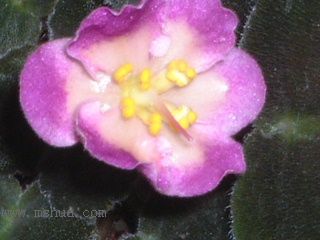 ��������������μǣ�P5/50¥�۸���ʾ��