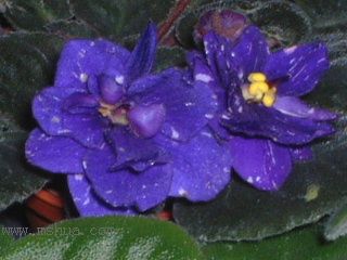 ��������������μǣ�P5/50¥�۸���ʾ��