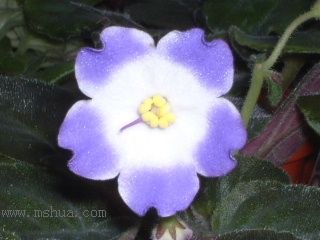 ��������������μǣ�P5/50¥�۸���ʾ��