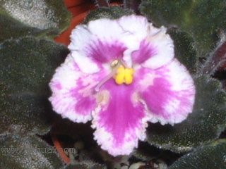 ��������������μǣ�P5/50¥�۸���ʾ��