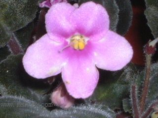 ��������������μǣ�P5/50¥�۸���ʾ��