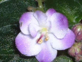 ��������������μǣ�P5/50¥�۸���ʾ��