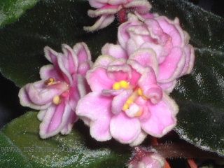 ��������������μǣ�P5/50¥�۸���ʾ��