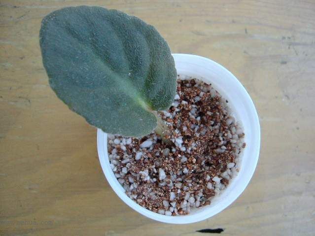 ѩ��Ĵ����!