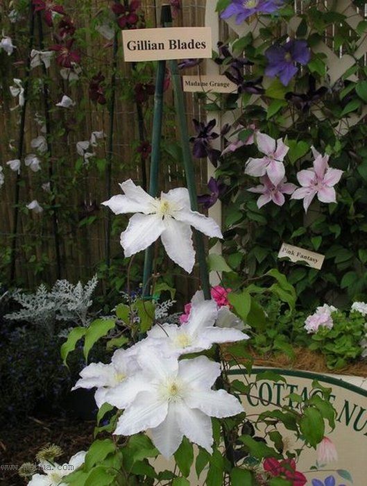 �Ǹ����ߵ�¥��