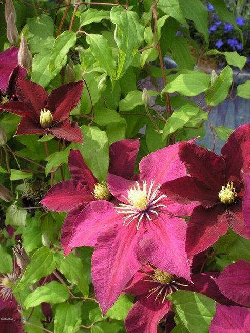 �Ǹ����ߵ�¥��