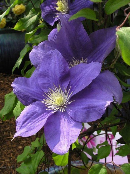 �Ǹ����ߵ�¥��