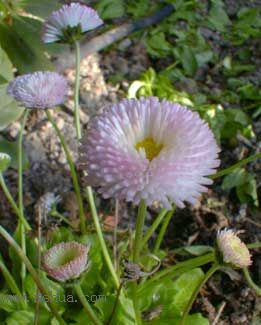 �ұ���ˮǺ����