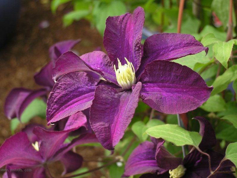 �Ǹ����ߵ�¥��