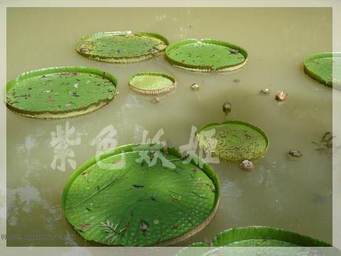 ����ֲ��԰�У���ˮ��ֲ��