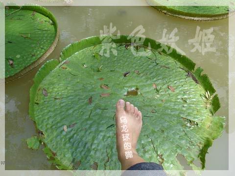 ����ֲ��԰�У���ˮ��ֲ��