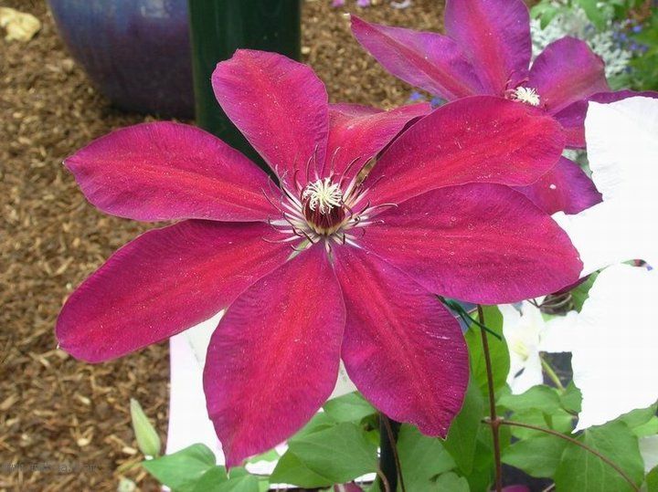 �Ǹ����ߵ�¥��