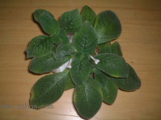 Kee Wee - ����