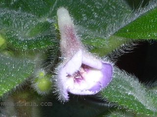 Kee Wee - ����