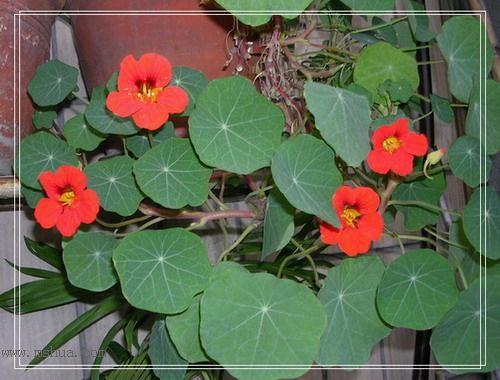 �������Լ��������ĺ�����