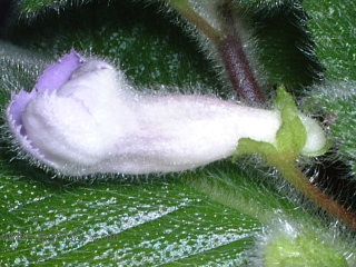 Kee Wee - ����