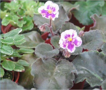 ��������������μǣ�P5/50¥�۸���ʾ��