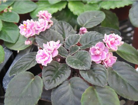 ��������������μǣ�P5/50¥�۸���ʾ��