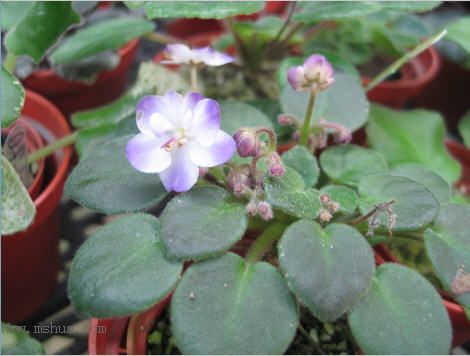 [����]��������֮ͼƬ�Ƚ�