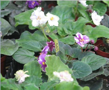 [����]��������֮ͼƬ�Ƚ�