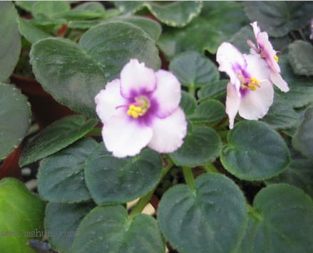 [����]��������֮ͼƬ�Ƚ�