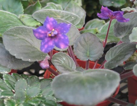 [����]��������֮ͼƬ�Ƚ�